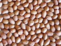 Manufacturers Exporters and Wholesale Suppliers of Groundut Kernels Hanumangarh Jn. Rajasthan